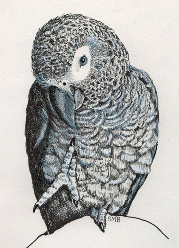 African Grey Parrot Foot Up Print from Sally Blanchard Original Drawing
