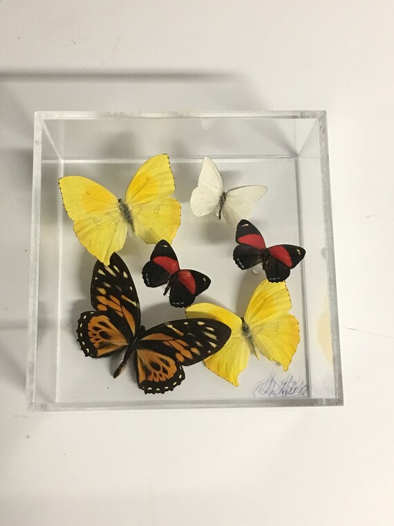 Fly Away - One of a kind real butterfly panel