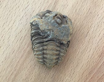 Trilobite Fossil from Morocco