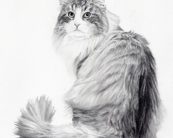 custom pet portrait - graphite pencil drawing