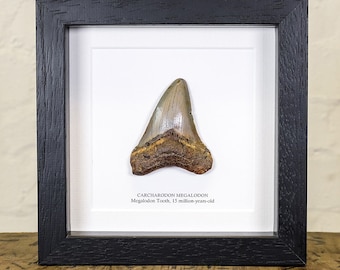 Megalodon Shark Tooth (Carcharodon megalodon) Fossil in Box Frame
