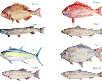 Watercolour fish clipart digital download, carp, trout, tuna, sardine, pike, sea fish
