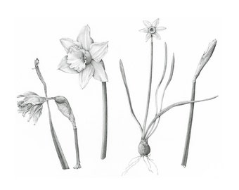 Botanical Art Daffodils - Narcissus Giclée Print
