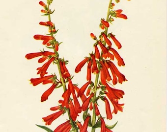 Vintage 1953 Fire Pensteon Botanical, Floral Print for Framing, American Wildflower, Bright Red