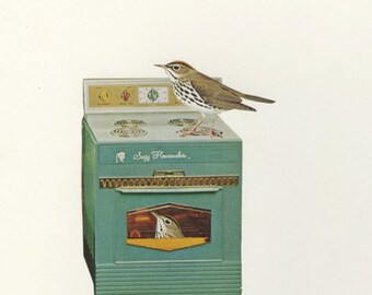 Ovenbirds in their natural habitat. Collage print by Vivienne Strauss.