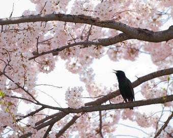 Cherry Blossom Bird