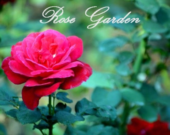 ROSE GARDEN Natural Aromatherapy Perfume Oil w/Pure Essential Oils and Rose Absolute