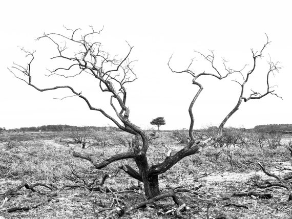SKELETON TREE, Tree Print, Black and White Print, Monochrome Picture, Photographic Print, Limited Edition Print.