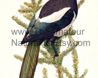Vintage Bird Illustration, American Magpie, Antique Print, Digital Download