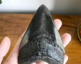 Prehistoric Carcharodon Shark Tooth