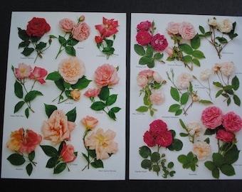 10 Vintage Roses Pages Paper Pack Scraps for Scrapbooking, Collage, Decoupage, Junk Journalling