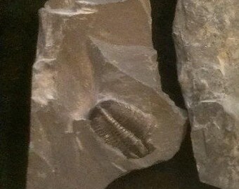 Trilobite Fossil Fossil #1