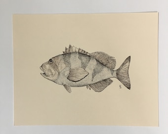 Original Red Banded Rockfish sketch