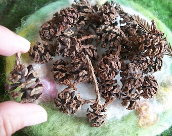 Tiny Pinecones Natural Craft Supply Woodland Fairy Garden Nature Crafts Floral Supply, 35 count