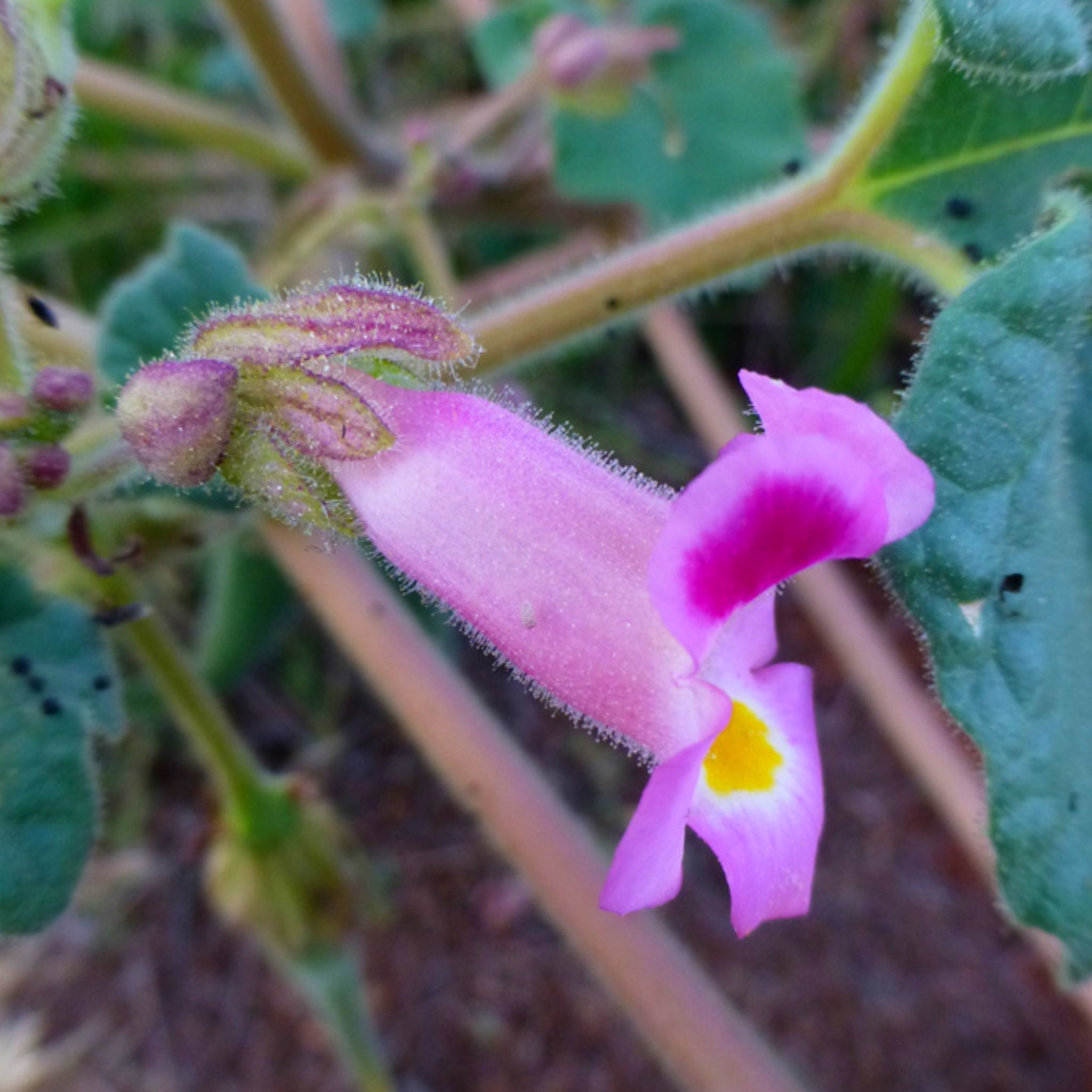 Мартиния душистая. Мартиния единорог. Мартиния душистая противопоказания. Мартиния душистая противопоказания. Мартиния душистая эвалар.