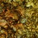 Lincoln Sheep Curly Locks - 1 oz - Pumpkin Stalks