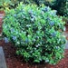 Blueberry Plants "Top Hat" (Dwarf) Includes (4) Four Plants