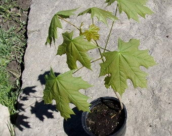 Sugar Maple Tree -- Grow Your Own Sugarbush!!!