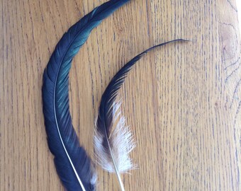Lot 6- 2 Pcs, Beautiful Black, Green and White Tail Feathers, Real Feathers, Craft Feathers, Millinery Feathers, Costume