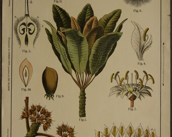 Vintage Botanical Chart Sheaboom Bassia Parkii Lithograph School Chart