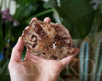 Petrified Wood Slab | Polished Pinion Pine Slice | Pinyon Pine from Madagascar | Healing Stones | Healing Crystals | Crystal Specimen 8