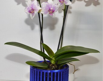 Carousel Orchid Pots with Drip Trays
