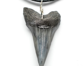 Authentic Megalodon Tooth Pendant