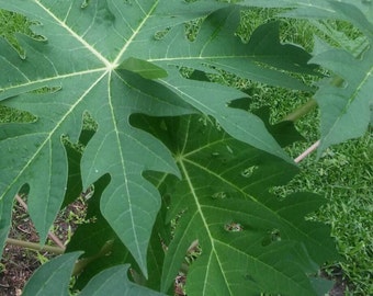 Fresh Papaya Leaves Organically Grown, 2.5 oz