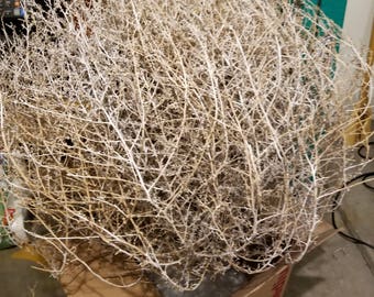 Authentic Texas Tumbleweeds