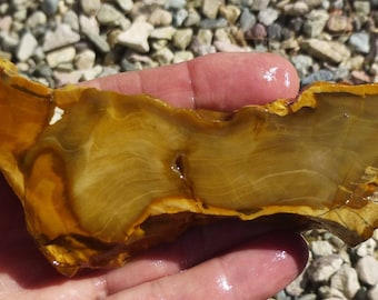 Petrified Wood Slab (120X30X15)