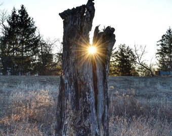 Splendid Light