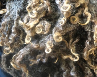 Raw black Wensleydale fleece