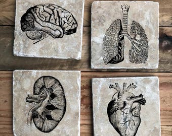 Anatomy Coasters, Vintage Medical, Vintage Anatomy, Tumbled Marble, Heart, Brain, Lungs, Kidney, Med Student, Medicine, Coaster set