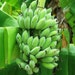 Banana Plants "Dwarf Green" Includes Four (4) Plants