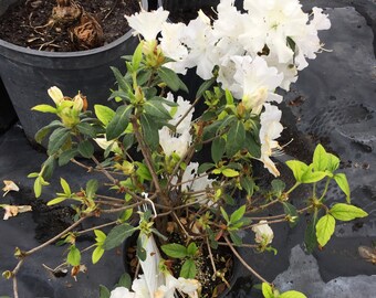 Encore ‘Autumn Lily’ Azalea White Blooms Flowers Live Plant