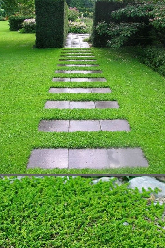 325 sq in sheet moss soil cover
