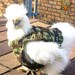 Camo chicken sweater, chicken sweaters, hen saddles, battery hen jumper