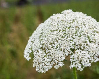 Queen Anne's Lace Photograph