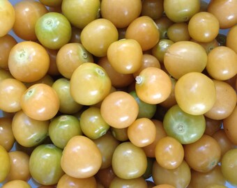 Pineapple Ground Cherries Molly's Heirloom Seeds RARE Excellent Flavor Grown To Organic Standards