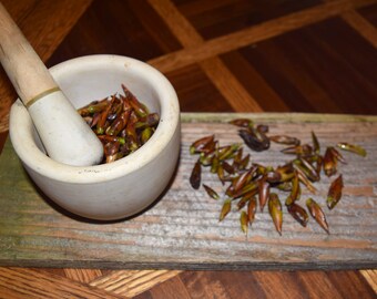 Black Cottonwood Fresh Frozen Medicinal Buds Populus Trichocarpa Balm of Gilead Buds Herbal Salve Ingredients