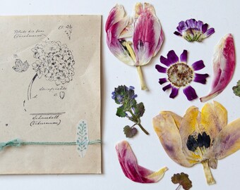 Getrocknete Blumen