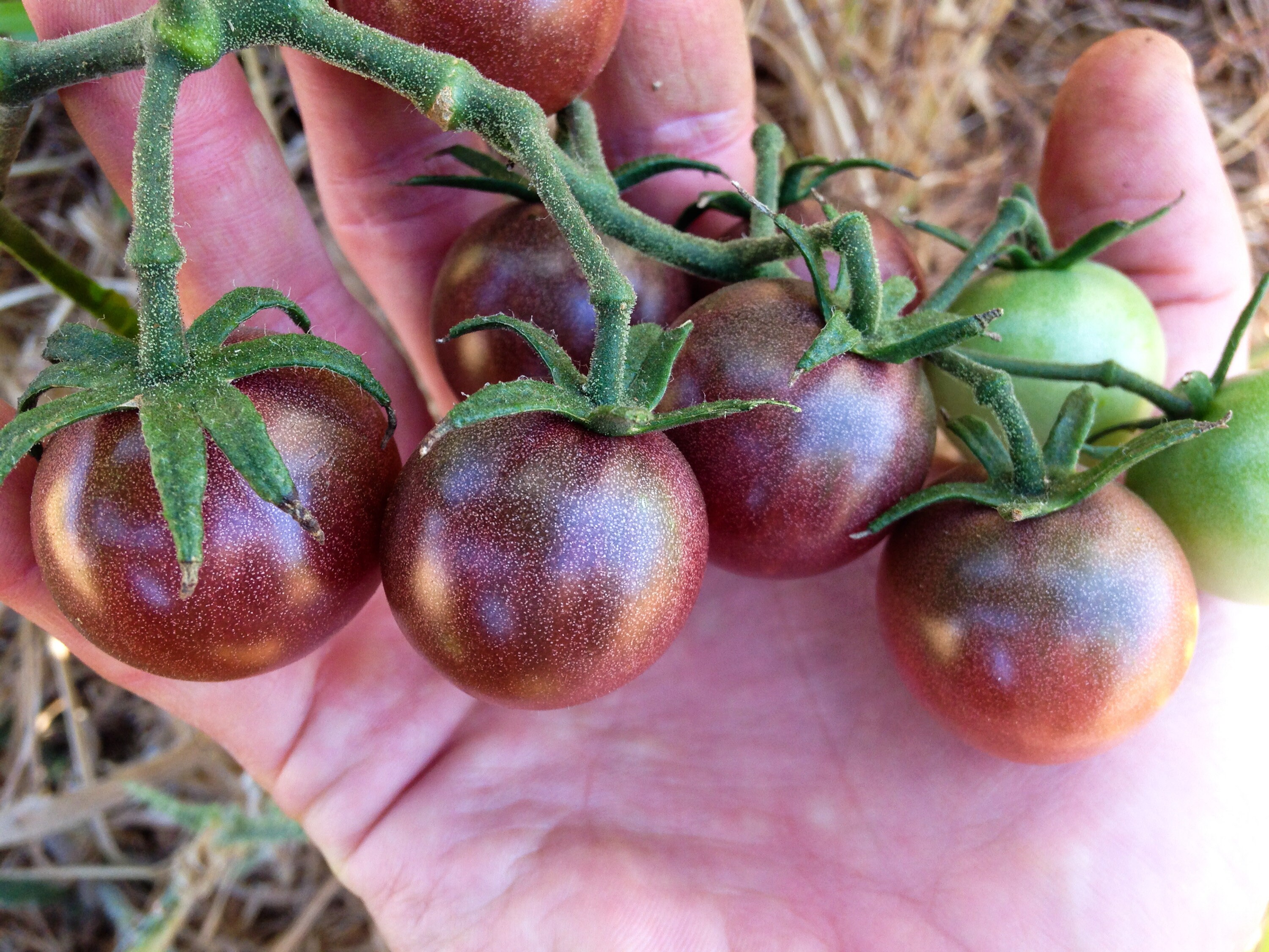 фото томата беркли тай дай хаат