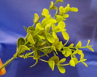 Boxwood Picks - Package of 6 - 8 3/4 inches long
