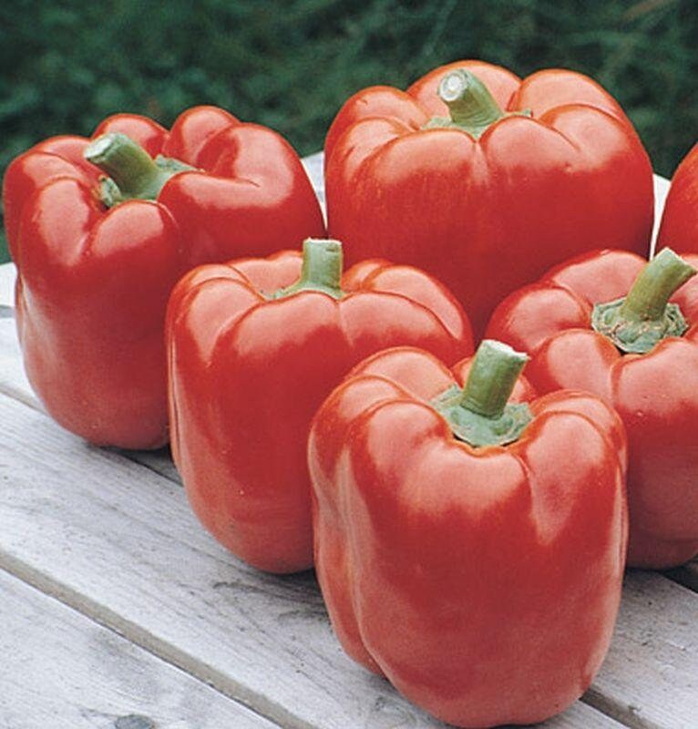 перец сибиряк отзывы фото. перец сладкий сибиряк f1. перец сладкий "ранний сибиряк". перец сладкий едино f1 (20шт). перец сибиряк отзывы фото.