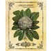 Vintage Cauliflower Seed Packet Digital Download Transfer Burlap Clip Art; 1003