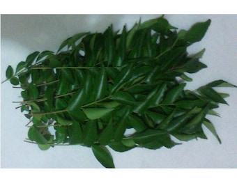 Leaves or Stems Organic Indian Curry (Kari Patta) NOT A PLANT, Home Grown in Texas