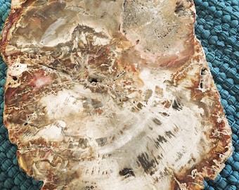 Petrified Wood Slab Crystal Large Decor