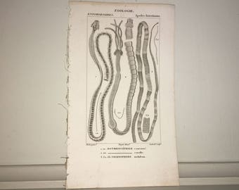 c. 1816 TAPE WORMS PRINT - antique marine animal print - ocean life engraving by Turpin - Marine biology - microscopic sea life