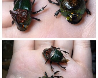 Phanaeus Vindex Scarab Dung Beetle Pair