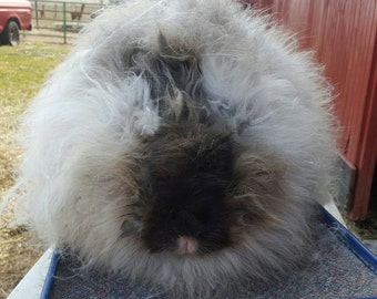 Giant Angora wool, sable color, 3-5" length, sold by the ounce.